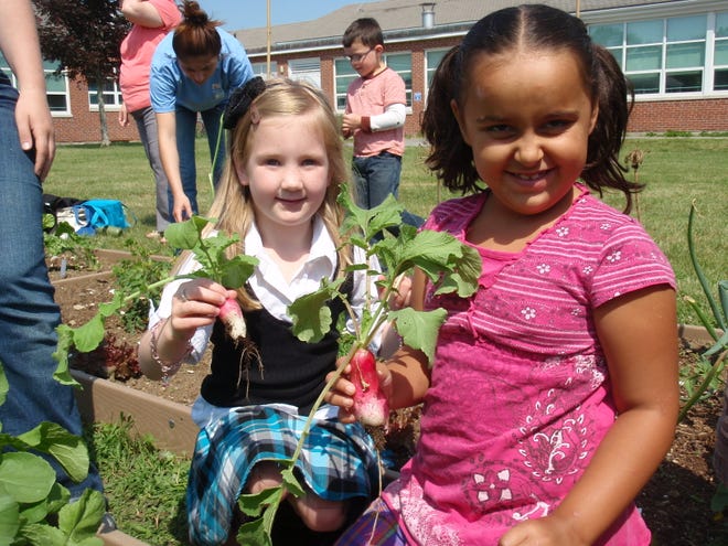 Kindergarten students from Macomber Primary School in Westport hold up radishes that they picked from the organic garden that they grew with the Westport River Watershed Alliance