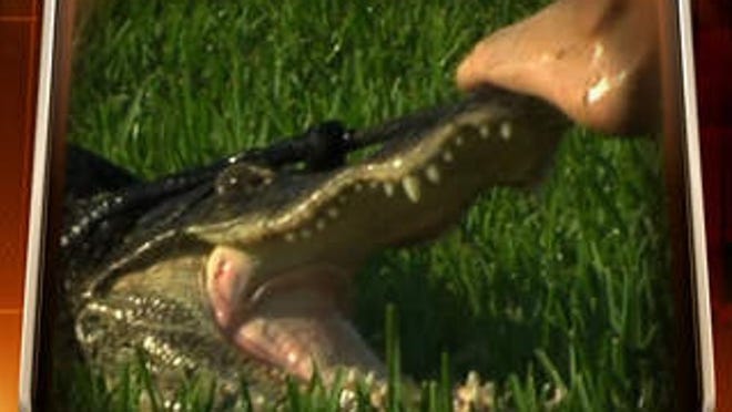 An alligator which was roaming a Boca Raton residential area Sunday morning is caught.