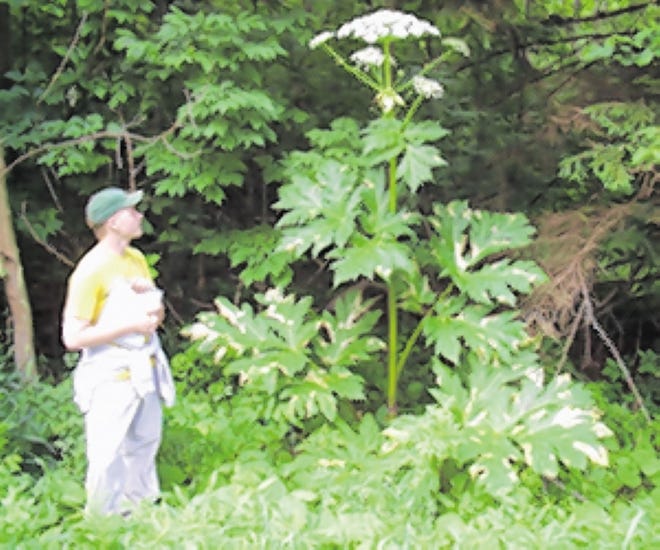 Giant hogweed can grow 15 feet or higher. Its sap sensitizes skin to sunlight and can cause burns – even blindness if it gets in the eyes.