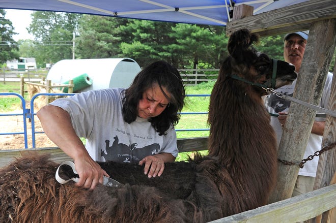 Michelle Rogers shears a 300-pound llama at Promising Hope Animal Sanctuary in Middleboro, while Dave Rogers holds the animal’s lead and monitors the animal’s tolerance and comfort level.