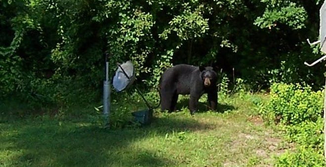 This black bear was spotted in a backyard off Partridge Place in Marion Monday.