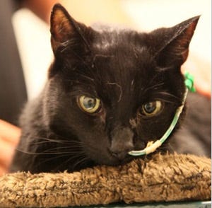Glouchester the cat survived a 20-story fall
