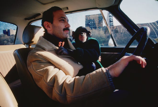 Nim Chimpsky, rides with Professor Herbert Terrace in a scene from "Project Nim."