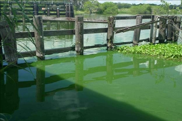 The Caloosahatchee River during the most recent algae outbreak.