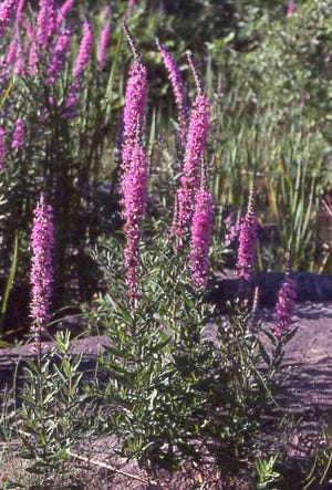 Purple loosestrife is one of several invasive plant species that is present in West Michigan.