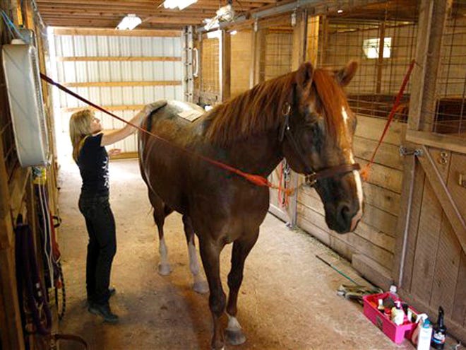Fran Wade-Whittaker exfoliates her horse Suki Thursday, June 30, in Douglassville, Pa.