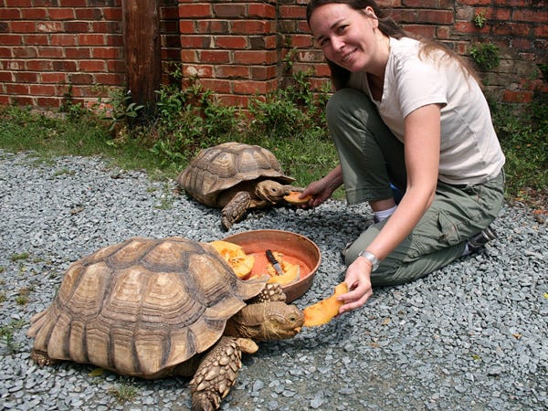 Two 70-pound tortoises are missing from Cape Fear Serpentarium. Photo courtesy Dean Ripa