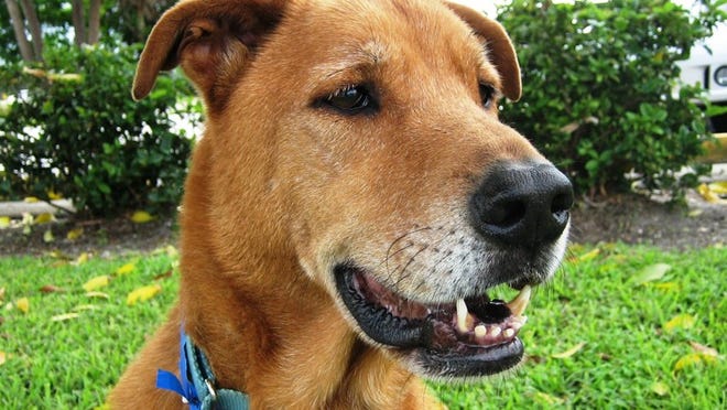 PET PALS: Buddy is a friendly, 7-year-old, 53-pound golden/Labrador retriever mix who loves the outdoors. It costs $50 to adopt a cat, $75 for a kitten (younger than 6 months), $75 for a dog, $95 for a puppy (younger than 6 months) and $50 for a special-needs pet. To find out more about Buddy or the Peggy Adams Animal Rescue League, visit www.hspb.org or call 686-3663. Adoption hours: 10 a.m. to 4 p.m. Tuesdays through Sundays, 3200 N. Military Trail, West Palm Beach.