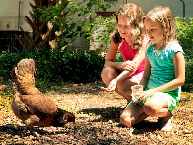 Elena Gilland, 11, and Becky Gilland, 9, feed Amy, the free-range chicken living in their backyard that provides eggs, on Wednesday, July 20, 2011. The county is revising land development rules to allow increased agriculture in urban areas, including chicken coops.