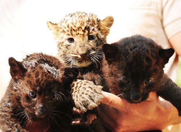 Three leopard cubs, one spotted and two black, were born in June
at Living Treasures Animal Park in Slippery Rock Township. The park
does not name the cubs until they are old enough to start showing
their personalities.