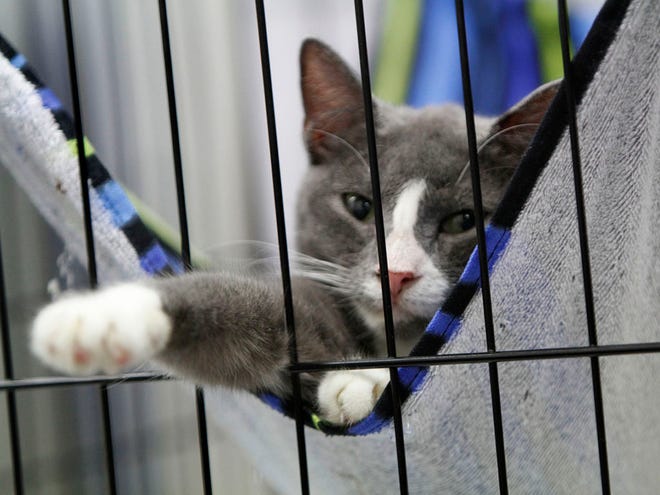 A cat seized from a Haven Acres Cat Sanctuary in High Spring is seen at a temporary shelter on June 10.