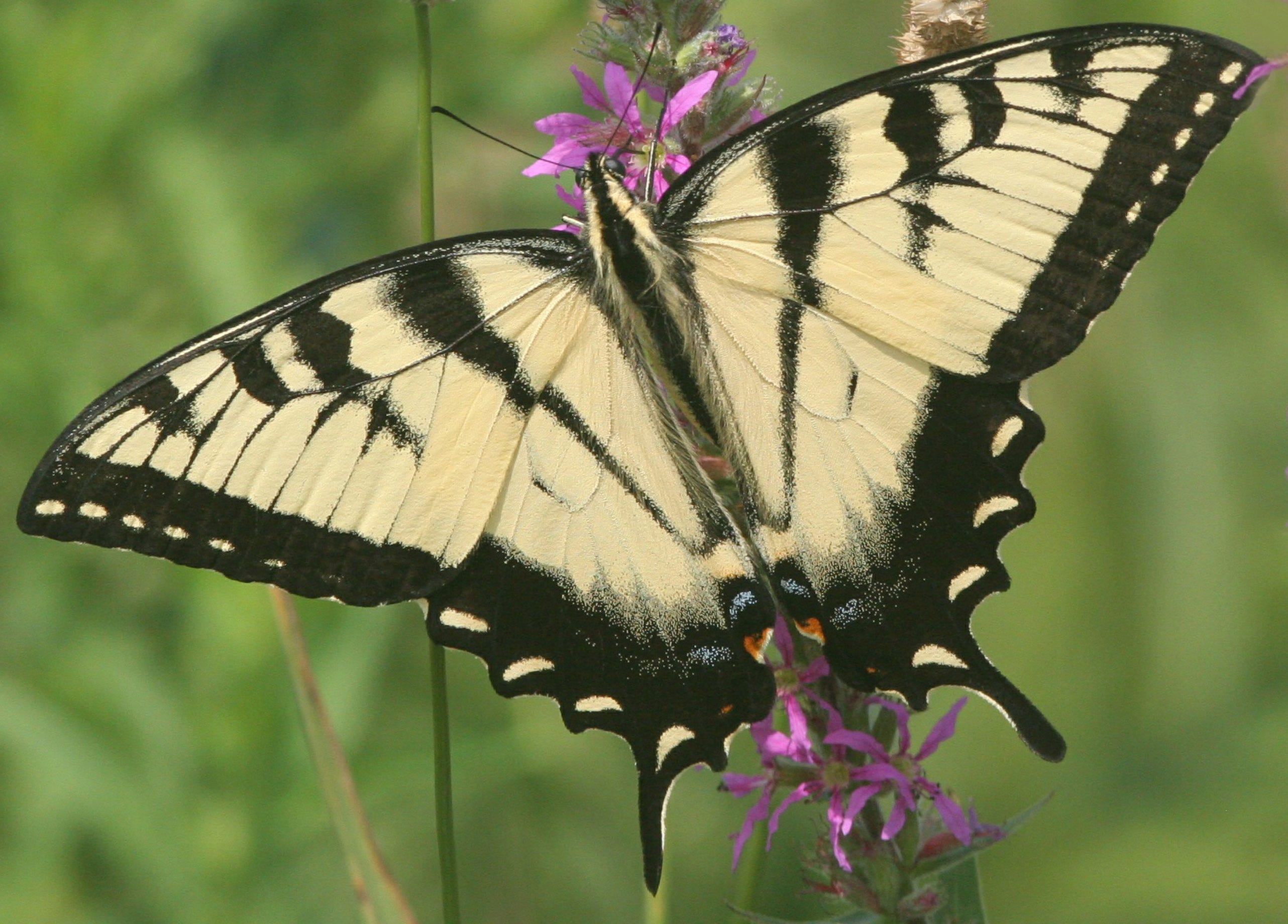 Yellow And Black Butterfly