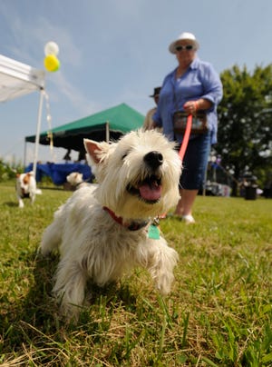 Carole Perry and her dog, Holmes, take part in the Blue Ridge Humane Society's Family Picnic for Paws at the animal adoption and rescue center in Edneyville Saturday.