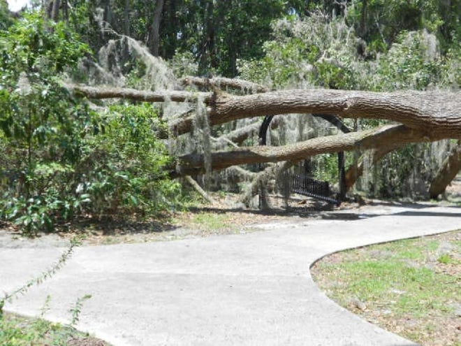 Photos provided by Diane FriscoThis century-old oak tree fell recently at Walter Jones Historical Park, crushing a metal swing and obscuring the walkway. It has since been removed but may not be replaced.