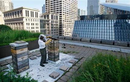 In this photo taken Tuesday, July 12, 2011, beekeeper Michael Thompson, applies smoke, to settle down the more than 1000,000 bees in a hive on top of City Hall in Chicago.