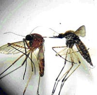 Mosquitoes are known to transmit both Eastern Equine Encephalitis (EEE) virus and West Nile virus (WNV), and several other arboviruses that can cause human illness.
