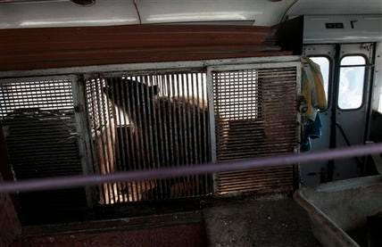 In this photo made Thursday, July 14, 2011, Katya, a 36-year-old bear, moves uneasily in her cage placed inside a bus that stands at a parking lot in St.Petersburg, Russia. Several dozen retired circus animals are kept in horrendous conditions in old buses and minivans that belong to St. Petersburg's Big Circus.
