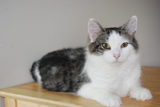 Holly, a tabby and white cat, is available at Standish Humane Society. Call 781-834-4663.