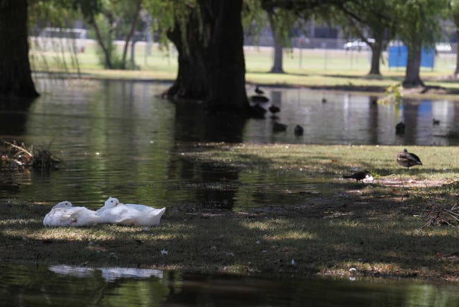 Several ducks enjoy some new territory along the extended banks of the playa lake at Maxey Park in Lubbock on Friday after Thursday's heavy rain.