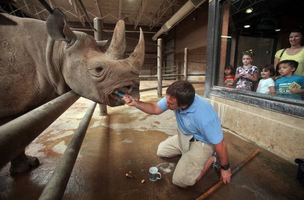 As age takes its toll, zoo animals need some of the same extra care  required by human seniors