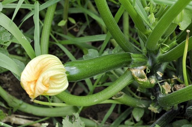 AP photo
A baby zucchini in New Paltz, N.Y. Baby zucchinis are much more tender and succulent that their grown-up counterparts.