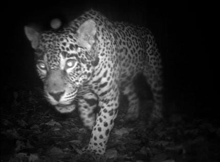 This image provided by Conservation International Suriname shows a jaguar in the Central Suriname Nature Reserve, and is one of almost 52,000 photos of 105 mammal species taken as part of the first global camera trap mammal study by The Tropical Ecology Assessment and Monitoring Network in 7 protected areas across the Americas, Africa and Asia.