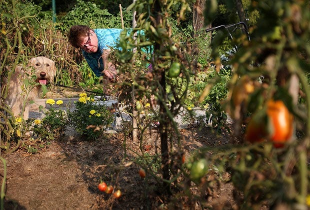 Val White of the East Side weeds her plot in the community garden at the Franklin Park Conservatory, accompanied by her dog Mo.