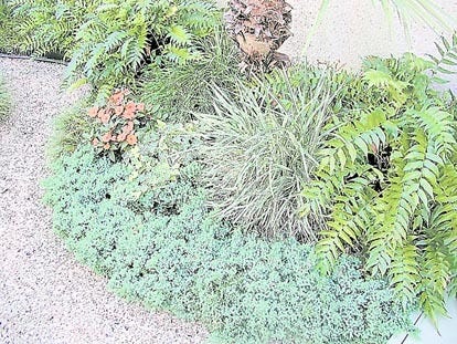 This garden plot has New Guinea impatiens, juniper, mondo grass and holly fern.
