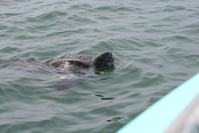 A leatherback turtle swims in Nantucket Sound. Leatherbacks are the largest living turtles.