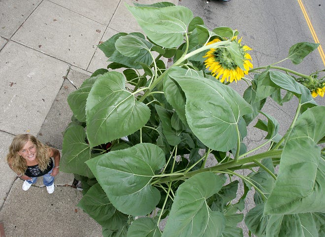 Looking up from her 12-foot-plus-high mammoth sunflowers, Teresa McCarty, who has nurtured the plants all summer, is dwarfed by their height. McCarty only expected the plants to grow to 5 feet or 6 feet high when she planted them in the spring from a 99-cent packet of seeds she purchased from Home Depot. The plants have enhanced her Tigertown Barber Shop business on Erie Street N and are the talk of the town.