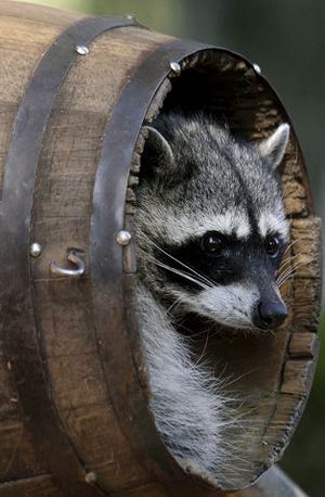AP photo
A raccoon looks out from a barrel at a Mexican zoo. The animals are a major carrier of rabies in the wild.