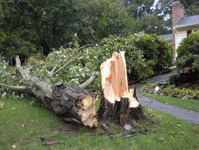 A large tree fell at 6 Huron Road, Boxborough, during Tropical Storm Irene on Sunday morning, taking out power to the house but missing the main power lines and the house itself.