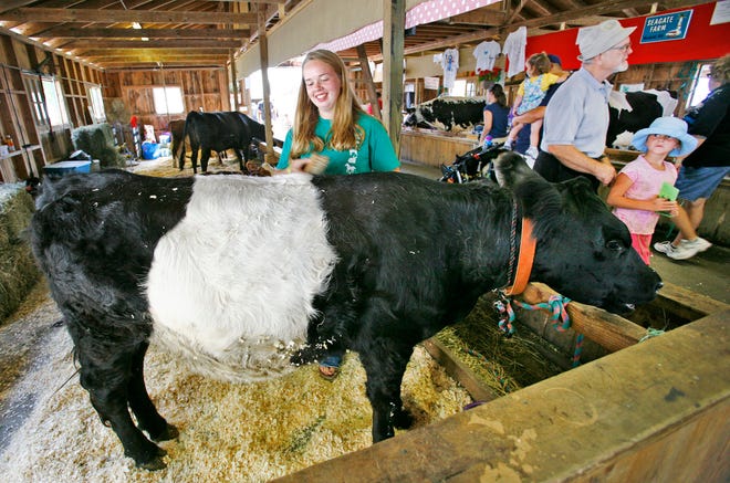 Melissa Krusell of Marshfield combs the coat of her belted Galloway calf to get wood shavings out of it. According to fair director Jeff Chandler, about 150 children from 5 to 18 years old showed an animal in one of the Marshfield Fair’s many 4-H competitions. The photo was taken on Wednesday, Aug. 24, 2011, which was 4-H Day at the fair.