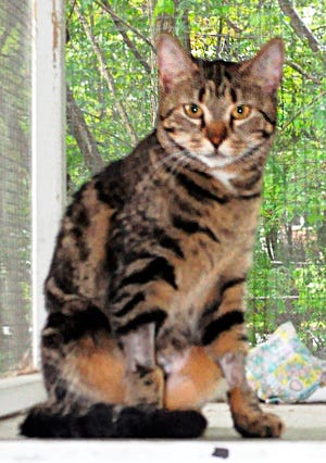 Esme is a ‘beautiful brown tiger with outstanding, vivid black markings’ who is up for adoption at the Marblehead Animal Shelter.