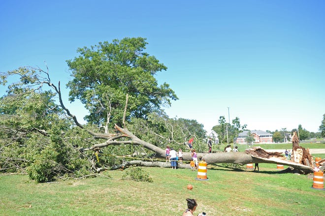 People climb on this massive oak tree on Monday, August 29, 2011, that split in half and fell in Whitman Town Park during tropical storm Irene on Sunday. (Emily J. Reynolds/The Enterprise)