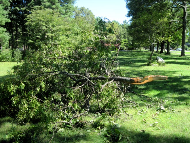 One of the many, many tree branches blown down by Tropical Storm Irene dries in the sun in Dover Center on Aug. 29.