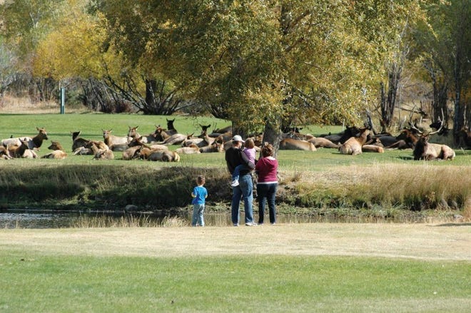 Spectators watch a bull elk and its herd on the golf course in
Estes Park last fall.
