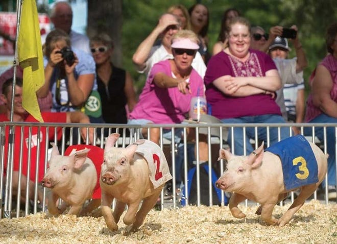 Three of the four pigs in Thursday's final race of the Hedrick's
Racing Pigs show make the last turn much to the delight of the
audience iThree of the four pigs in Thursday's final race of the
Hedrick's Racing Pigs show make the last turn much to the delight
of the audience in the Triangle Park at the Colorado State Fair.n
the Triangle Park at the Colorado State Fair.