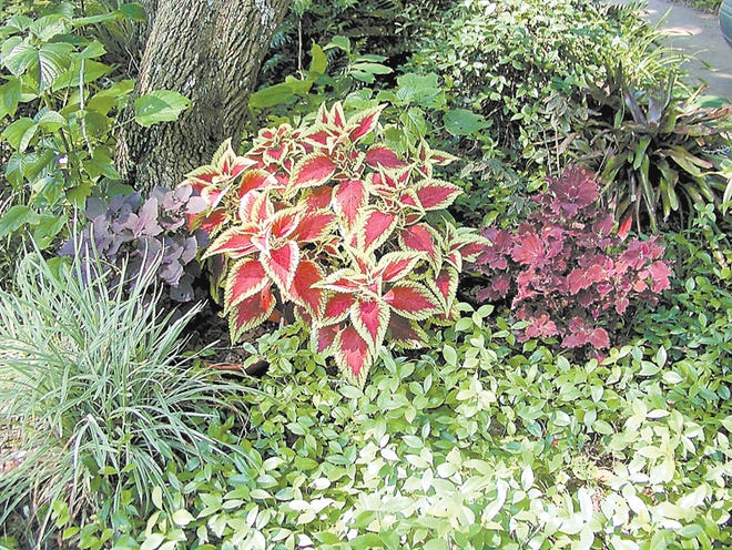 Coleus are the perfect summer plant for this area. They seem to take the summer heat and do well in shade or partial shade.