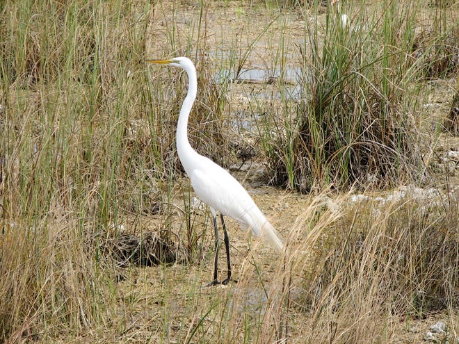 Native to the Everglades, great egret, snowy egret, white keys and wood stork will nest and lay eggs only if there will be enough food for their chicks.