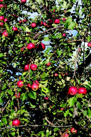 Fall means apples, and this year looks like a bumper crop. Even wild apple trees, like this one on Slade Road, are loaded with the tempting fruit.