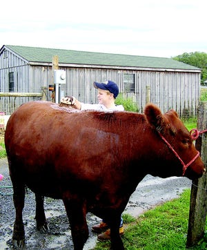 Kaleb Hurley, 11, washes his Red Angus steer, muddy after the recent rains. He is a first-year member of the Franklin County 4-H Baby Beef Club. He raised two calves and entered them in the Franklin County Fair. One took grand champion in the open class. Both are headed for the auction block this weekend.