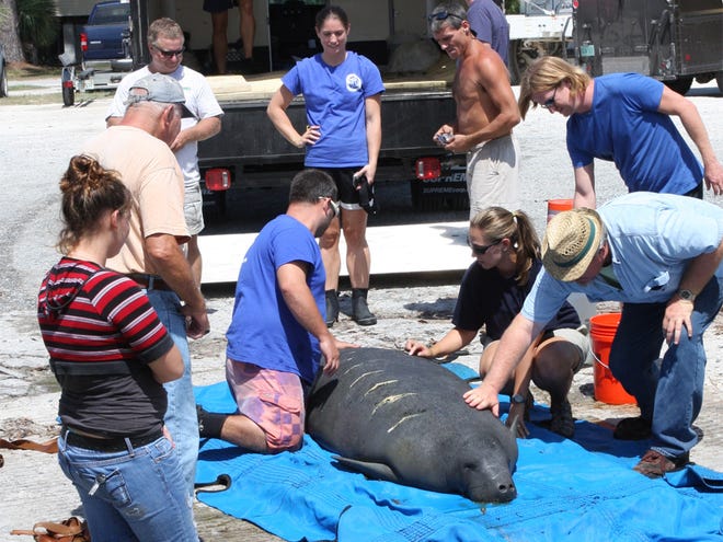 The crew working to return Suwannee the manatee back to the Suwannee River gave bystanders a chance to feel him and get a close-up look at his severe scars from a boat propeller.