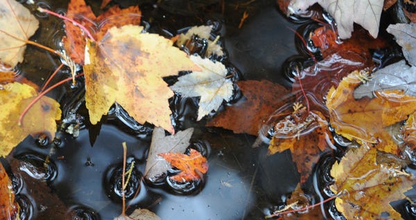 In October 2009, leaves collect in the water below the elevated boardwalk around the Atlantic White Cedar Swamp Trail in Wellfleet.