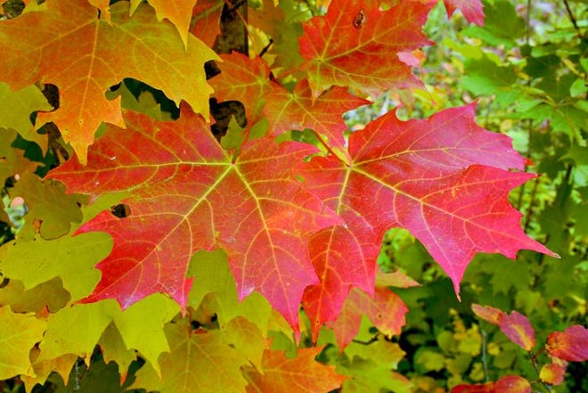 With today being the first day of fall, the full-blown color change in foliage won’t be far behind. Spots of red and orange are already popping up in the Straits region.