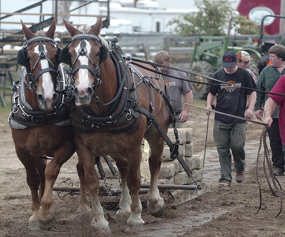John Huff/Staff photographer
Curt Towle directs his team of horses Dick and Duke during the horse pulling event at the Rochester Fair Friday.