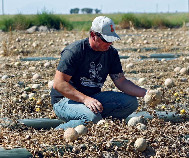 Owner Eric Jensen examines cantaloupe on the Jensen Farms near Holly, Colo., on Wednesday, Sept. 28, 2011. The Food and Drug Administration has recalled 300,000 cases of cantaloupe grown on the Jensen Farms after connecting it with a listeria outbreak. Officials said Wednesday more illnesses and possibly more deaths may be linked to the outbreak of listeria in coming weeks. (AP Photo/Ed Andrieski)