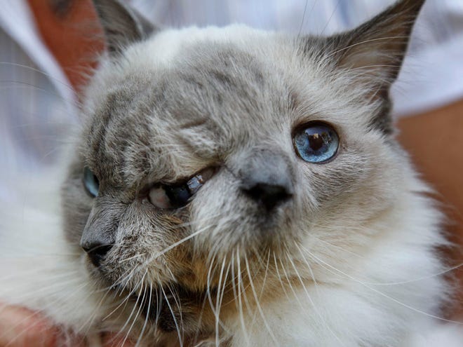 Cat with 2 faces lives 12 years, sets record