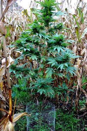 Several illegally-growing marijuana plants were removed from a corn field in southern Michigan Thursday.