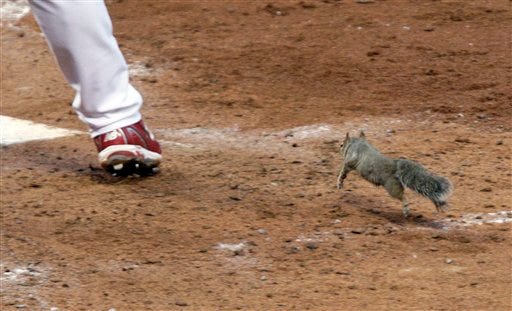 A squirrel runs past the leg of St. Louis Cardinals' Skip Schumaker while Schumaker bats during the fifth inning of Game 4 of baseball's National League division series against the Philadelphia Phillies, Wednesday, Oct. 5, 2011, in St. Louis. (AP Photo/Tom Gannam)